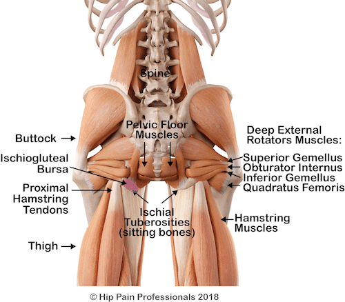 Deep muscles of the Lower Buttock and possiple causes of lower buttck pain