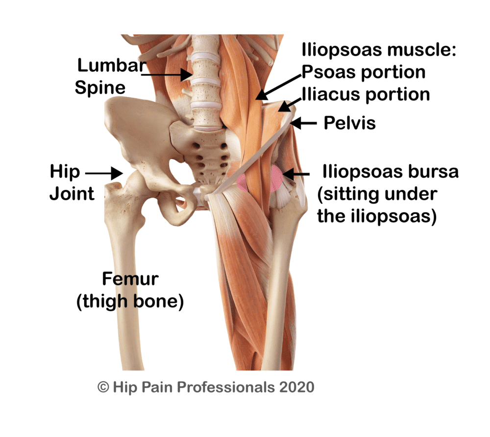 Condition-Pages_IRGP_Anatomy-Graphic-01-e1596369500759